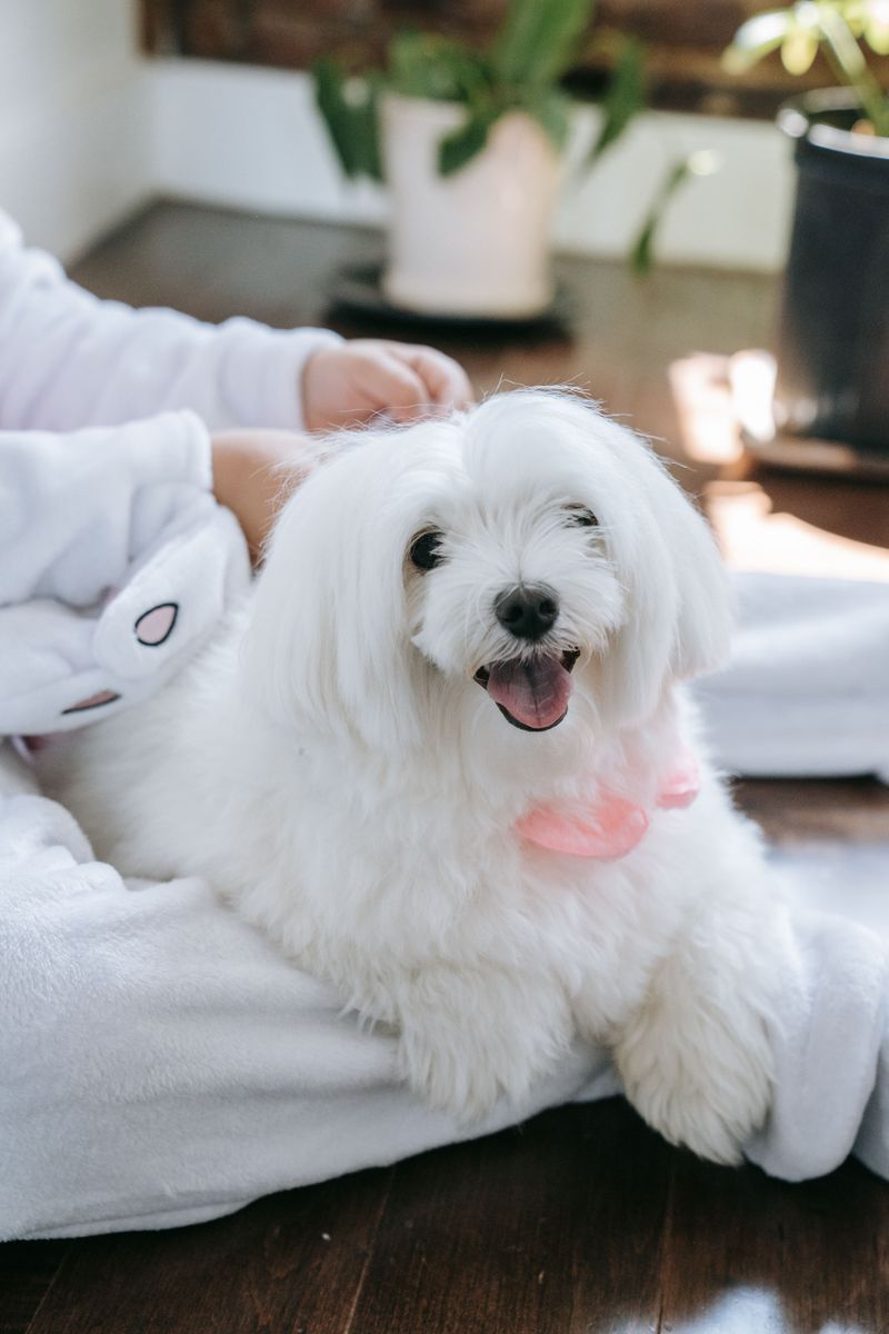 A dog may be perfect today - These breeds also make sense when you think years ahead 7 Maltese - gentle lap loyalist
