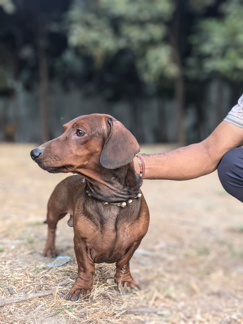 Dachshund