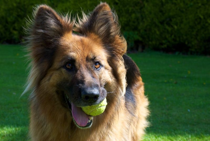 You don't necessarily choose to become their favorite - these dog breeds can make that decision themselves 7 German Shepherd
