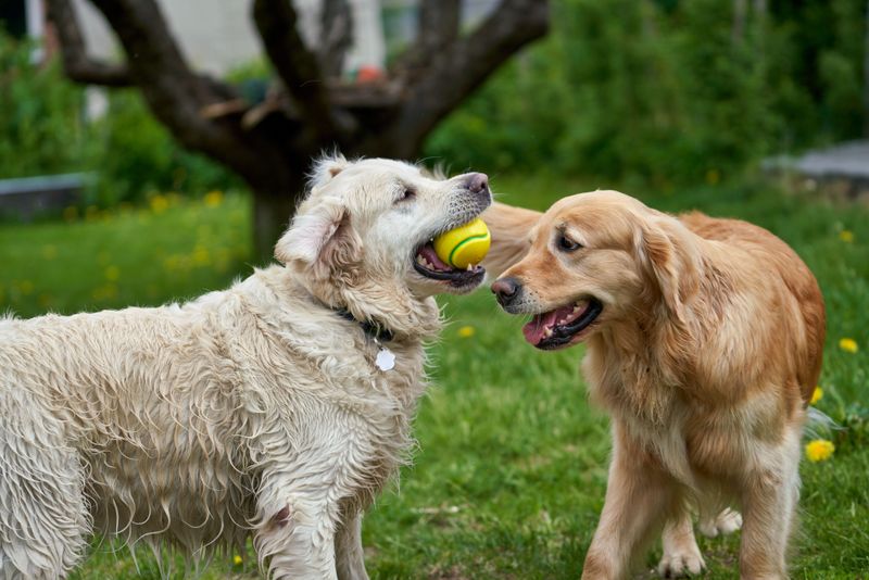 Cooperation comes naturally to many of these highly social dog breeds 3 Golden Retriever