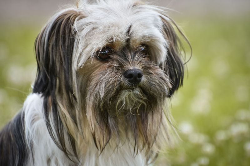 10 dog breeds famous for their impressive longevity – plus 3 smaller breeds that often live even longer 9 Lhasa Apso