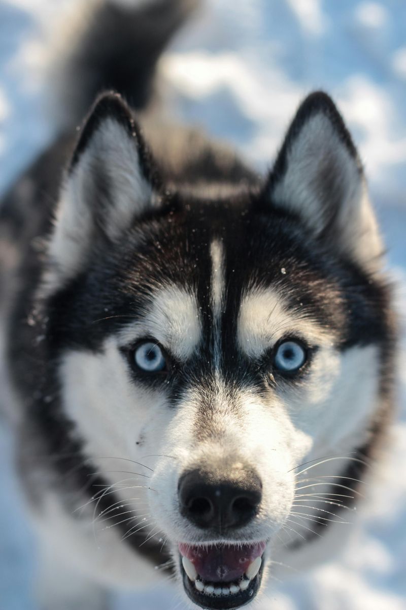 Siberian Husky