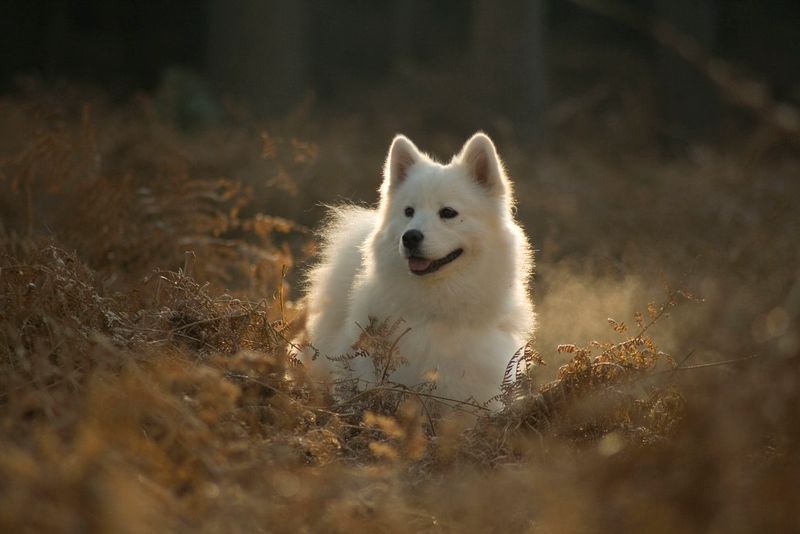 Some dog breeds don't hide what they're feeling - and owners appreciate them for it 7 Samoyed