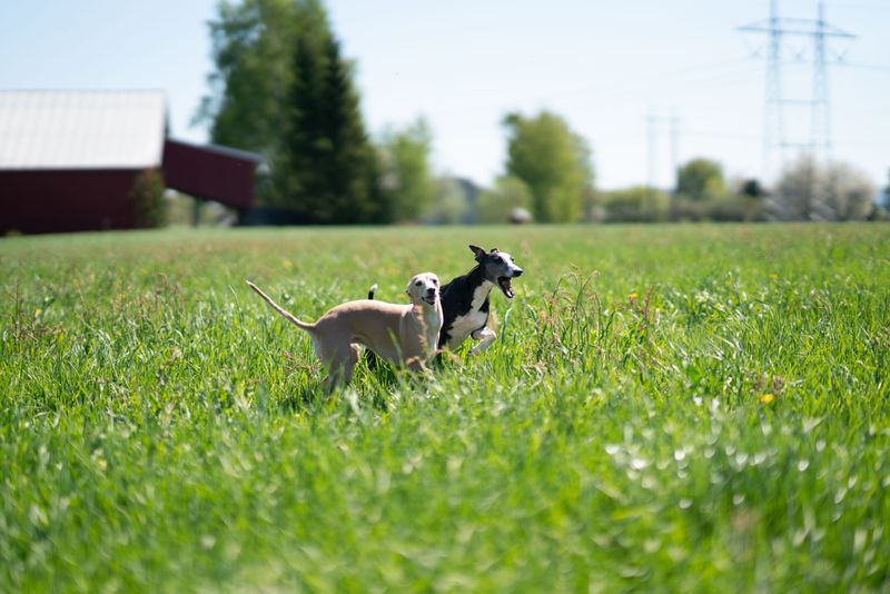 Before unclipping the leash, remember what some of these dogs were originally bred to chase 6 Whippet: A Sprinter After Small Game