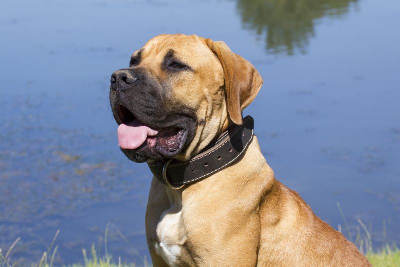 Small home doesn't automatically mean small dog - these adaptable breeds can fit surprisingly well 7 Bullmastiff