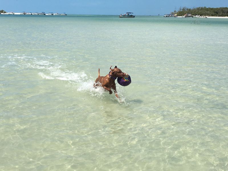 Bonita Beach Dog Park – Bonita Springs, FL