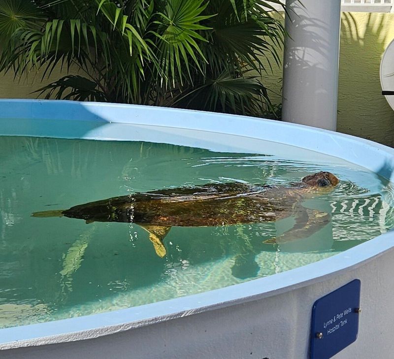 How Close You Can Actually Get to Sea Turtles (And the Rules to Know)