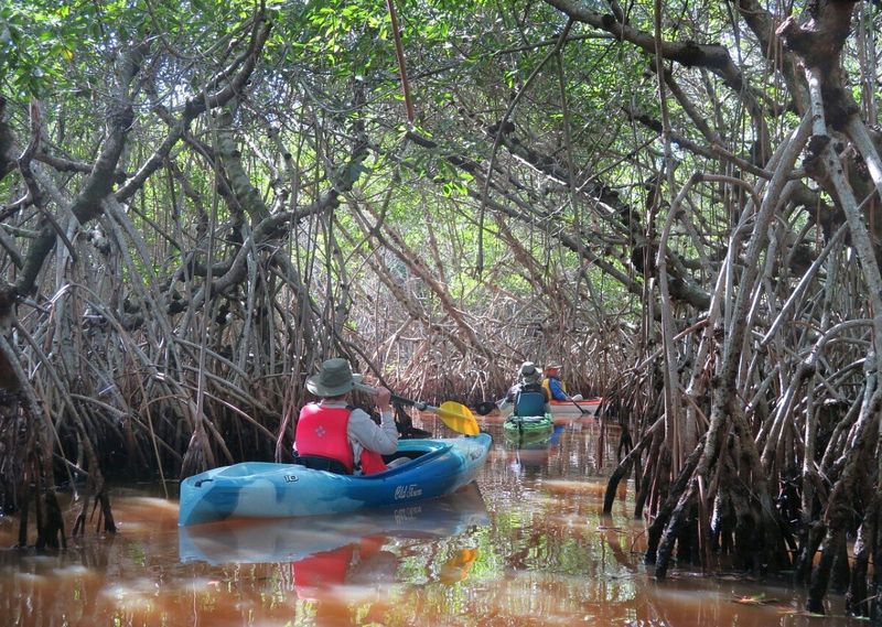 Kayak a mangrove