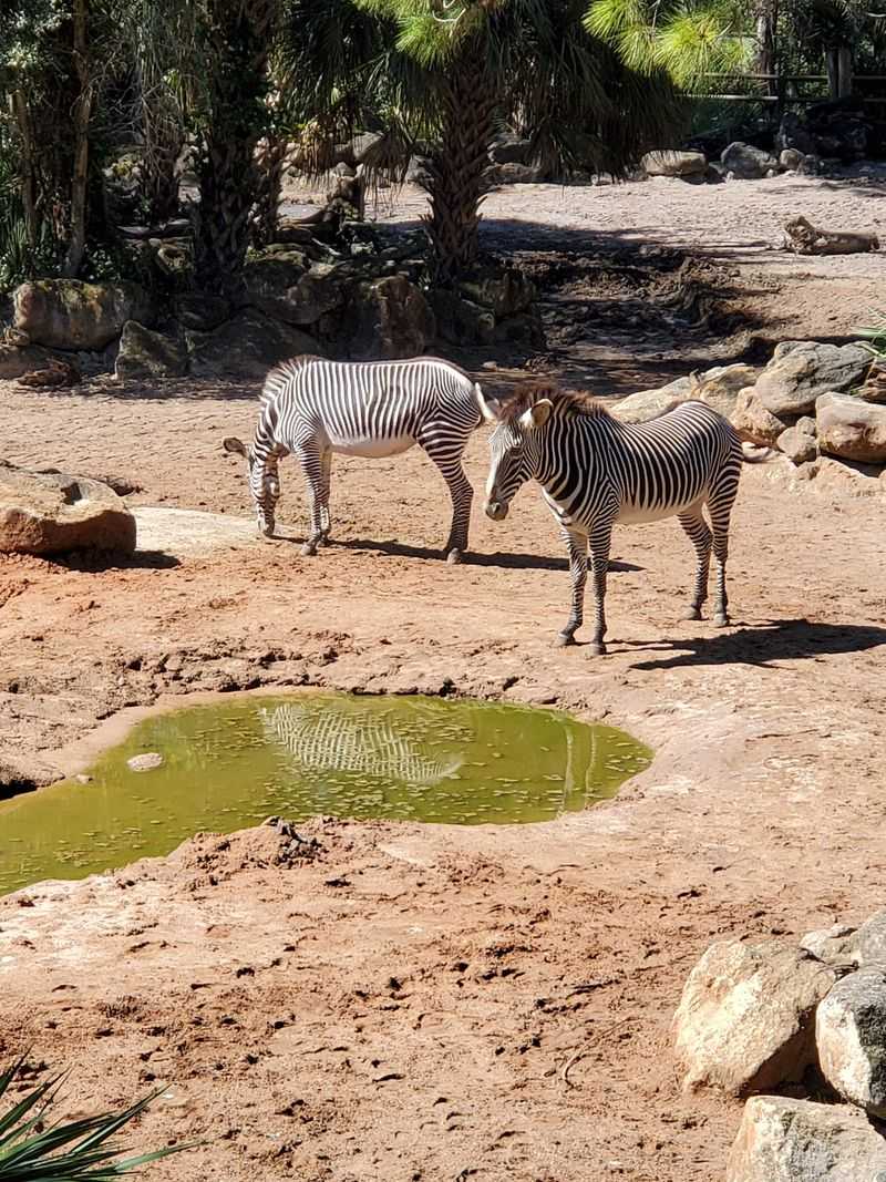 Kayaking Through Africa: Paddling Past Giraffes and Zebras
