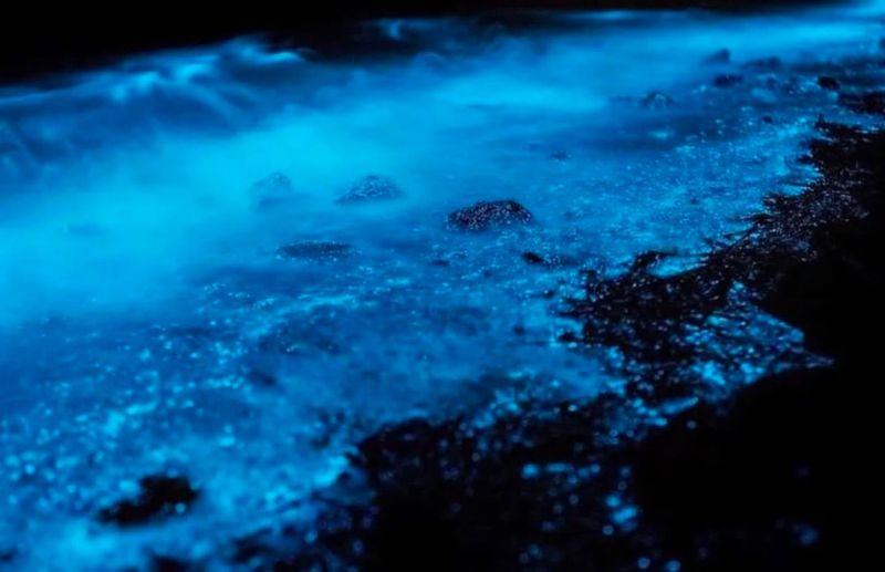 Bioluminescent Bays – Indian River Lagoon & Merritt Island