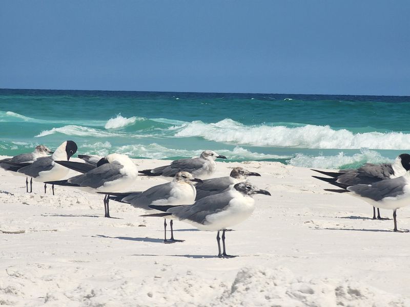 Henderson Beach State Park (Destin)