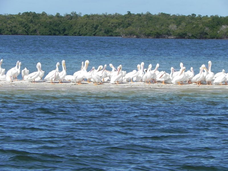 Everglades City / Ten Thousand Islands boat tour