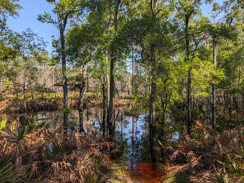 Big Shoals State Park (White Springs)