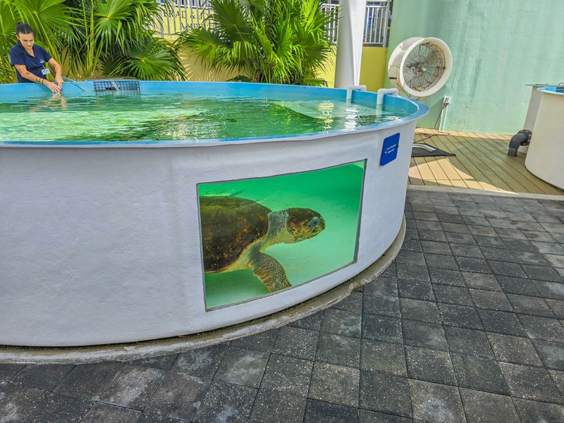Loggerhead Marinelife Center