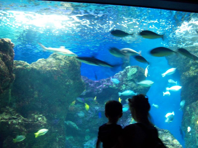Discover the Maui Ocean Center (Maui)
