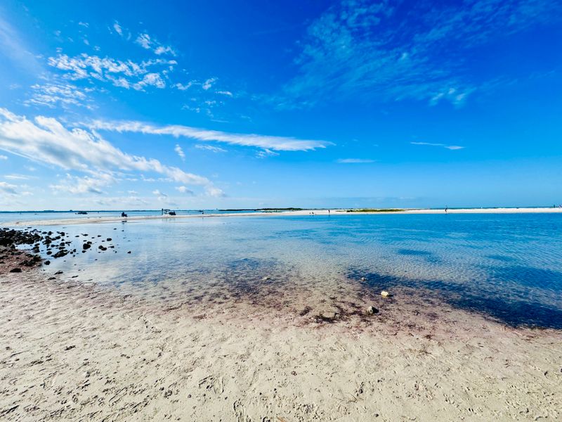 Honeymoon Island State Park Pet Beach – Dunedin, FL