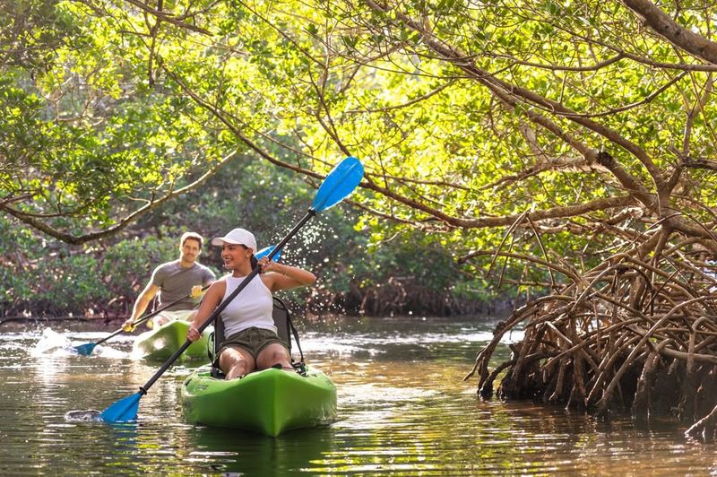 Kayak the Lido Key Mangrove Tunnels