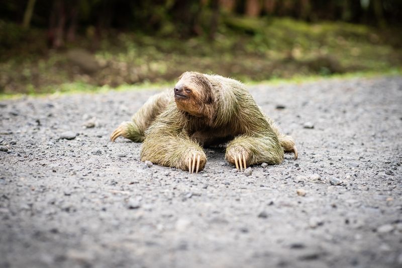 When Does Sloth World Open—and How to Get Tickets