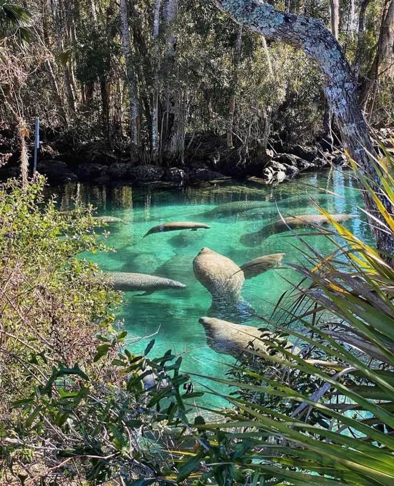 Crystal River National Wildlife Refuge – Crystal River