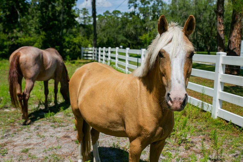 Horseback Riding Lessons Right Next Door