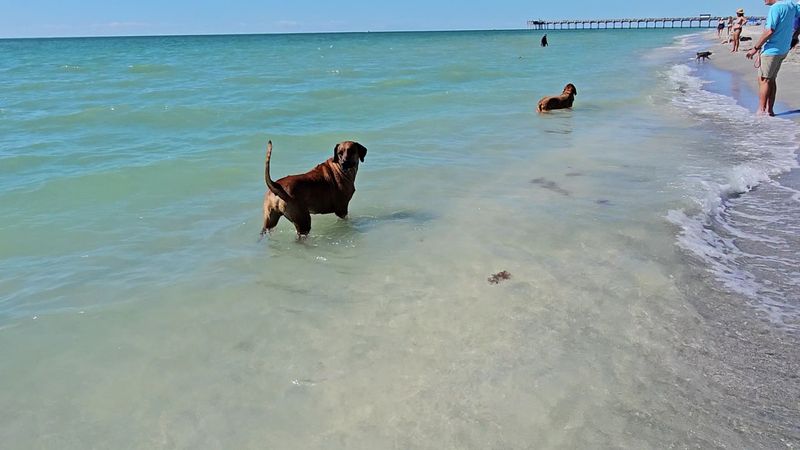 Brohard Paw Park – Venice, FL