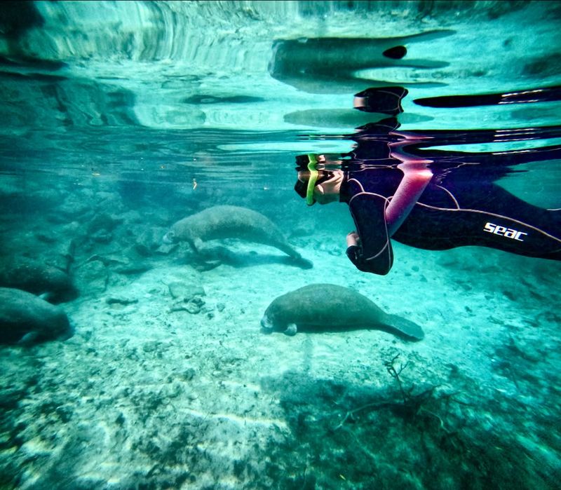 Take an ethical manatee tour in Crystal River