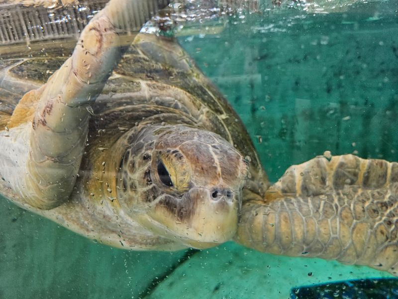 Where to Learn More About Sea Turtles Before You Go