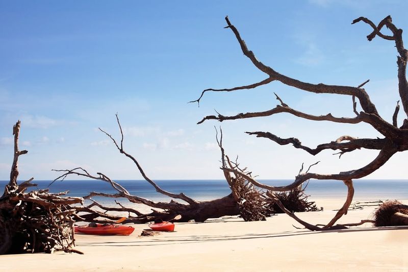 Boneyard Beach (Big Talbot Island)