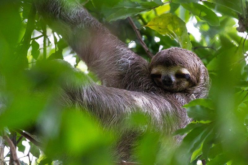 Interactive Experiences and Up-Close Sloth Encounters
