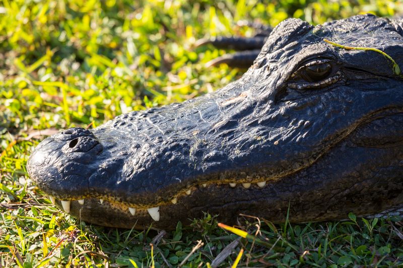 Skipping free Florida nature—then spending on pricey attractions out of habit