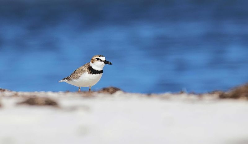 Birdwatch at an Audubon sanctuary or coastal rookery