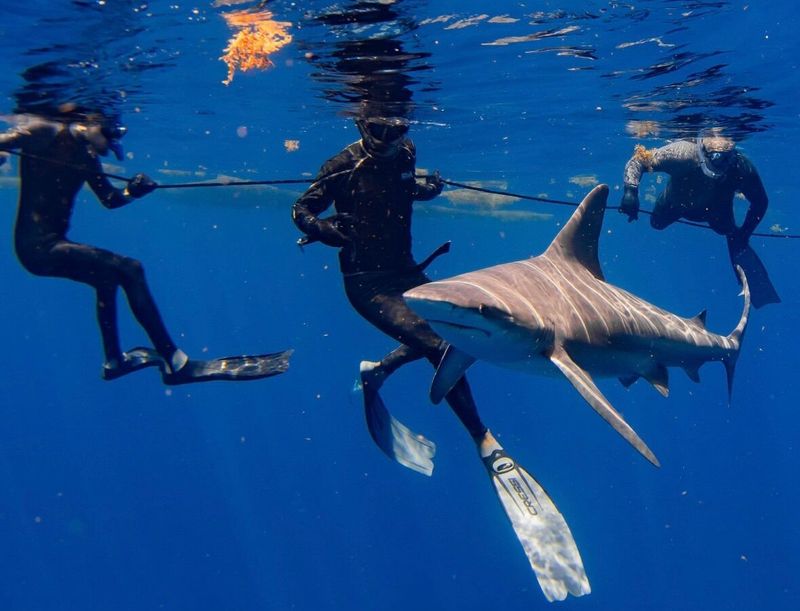 Snorkel with sharks in Jupiter