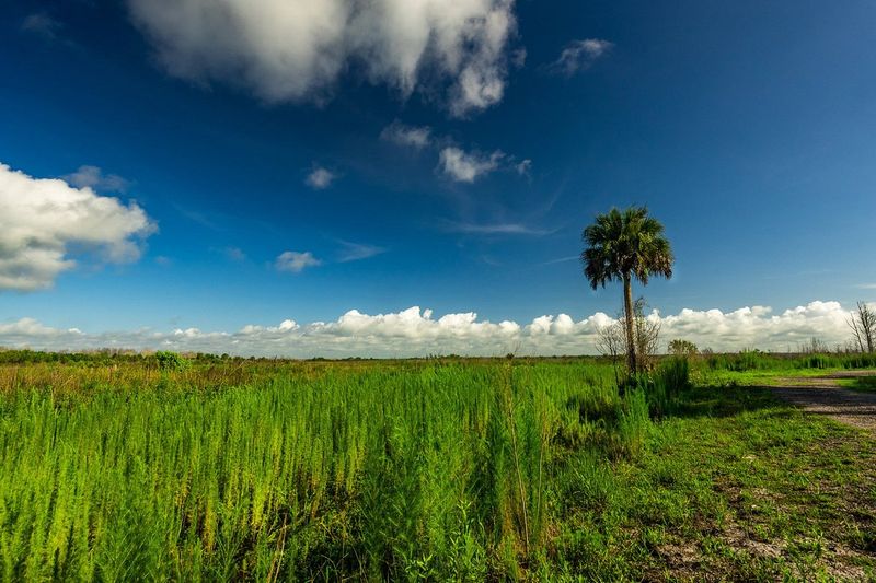 Paynes Prairie Preserve State Park (Micanopy)