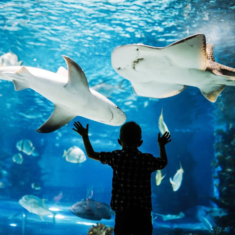 Clearwater Marine Aquarium – Clearwater