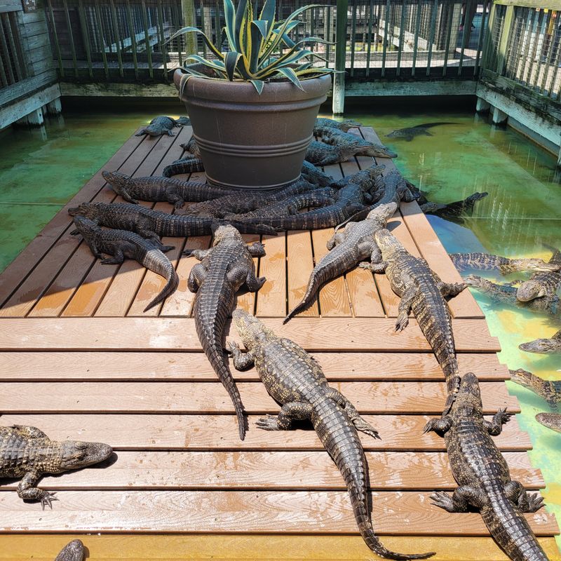 Gatorland (Orlando)