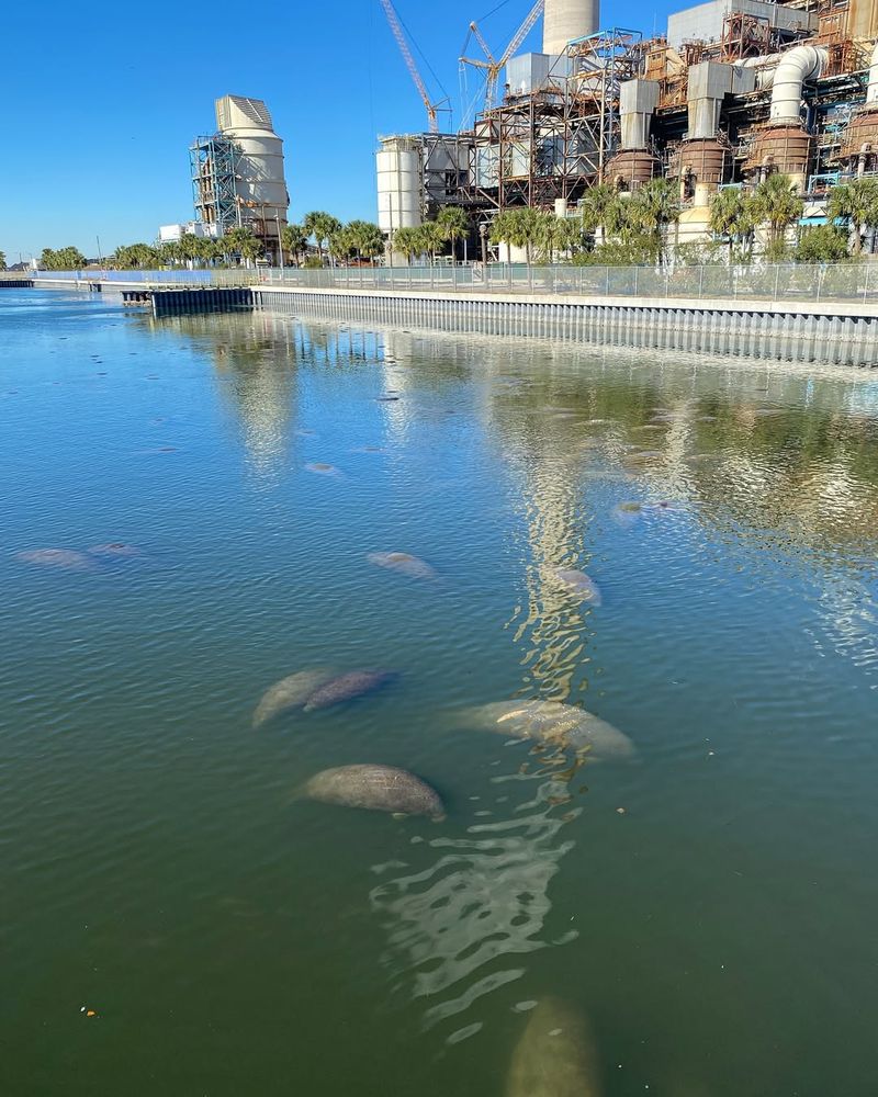 TECO Manatee Viewing Center — Apollo Beach