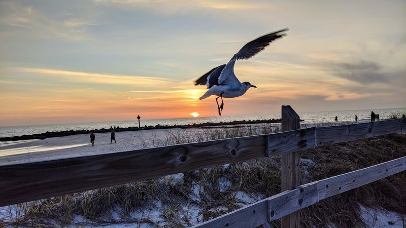 Honeymoon Island State Park – Dunedin