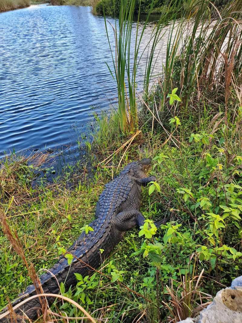 Everglades National Park – Anhinga Trail