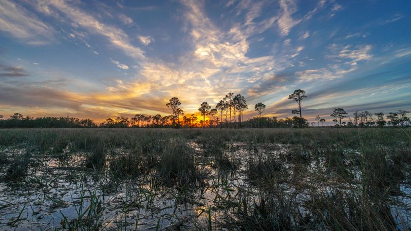 Big Cypress National Preserve (South Florida)