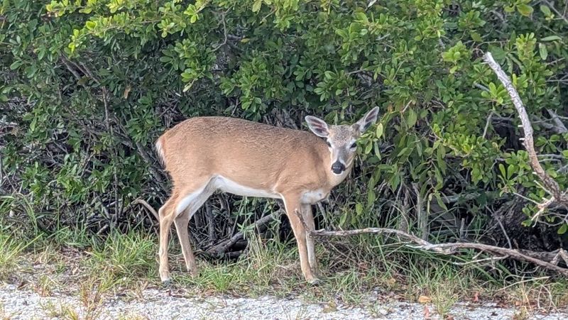 National Key Deer Refuge (Big Pine Key)