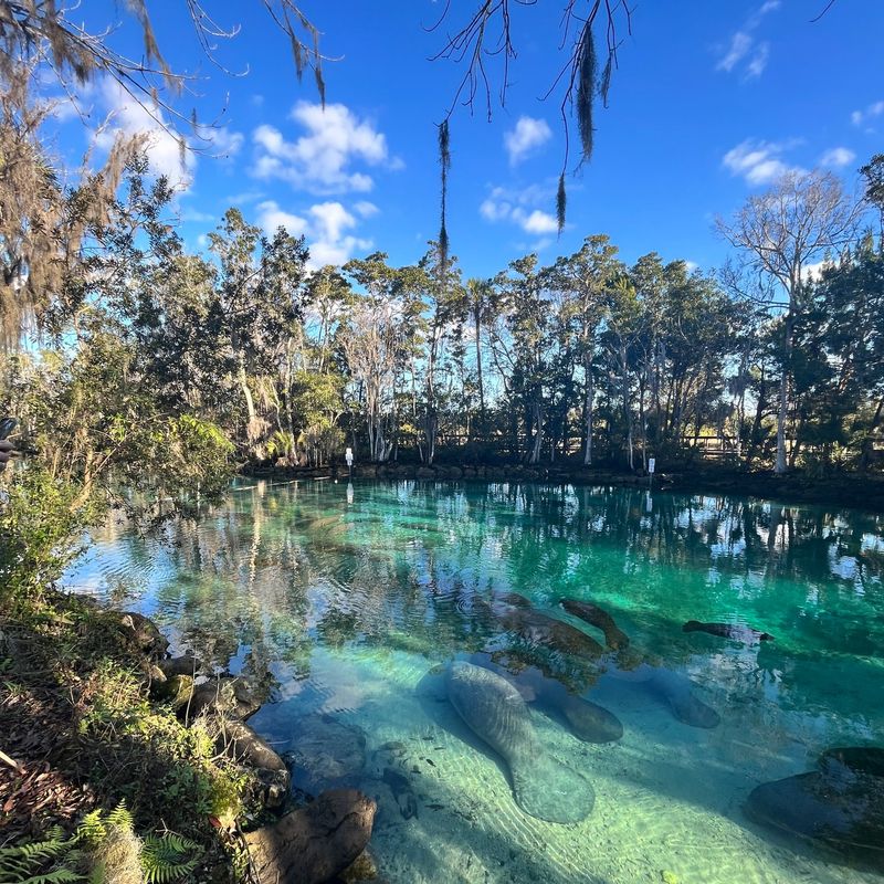 Swim With Manatees in Crystal River