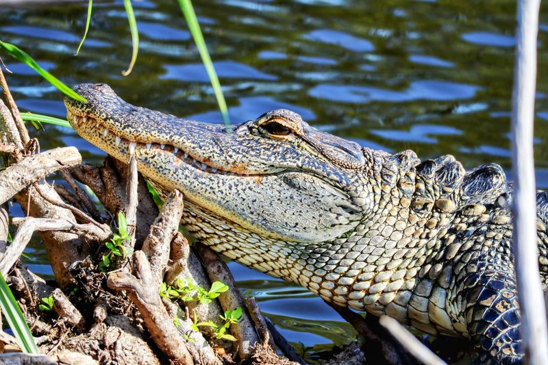 Wakodahatchee Wetlands