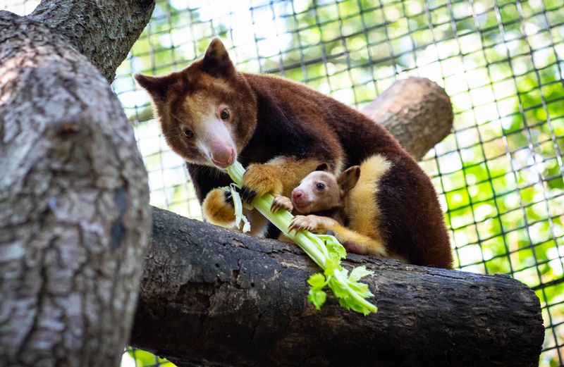 Visit Wildlife Sanctuaries or Teaching Zoos