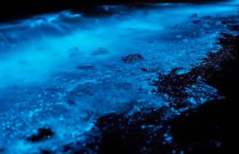 Kayak Through Bioluminescence on the Indian River