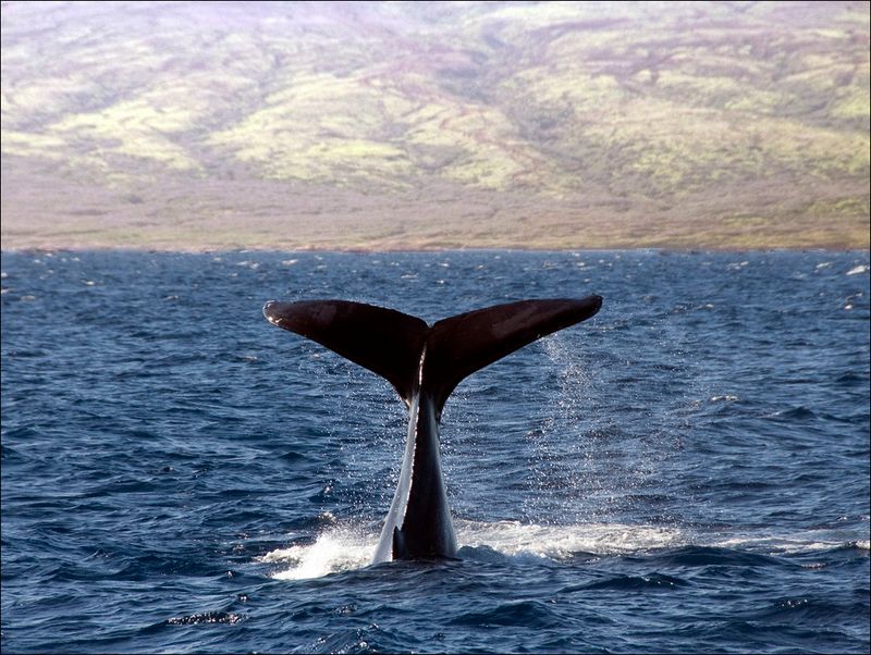 Go Whale Watching (Maui, Dec–Apr)