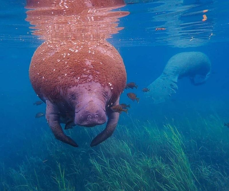 Spot or swim with manatees