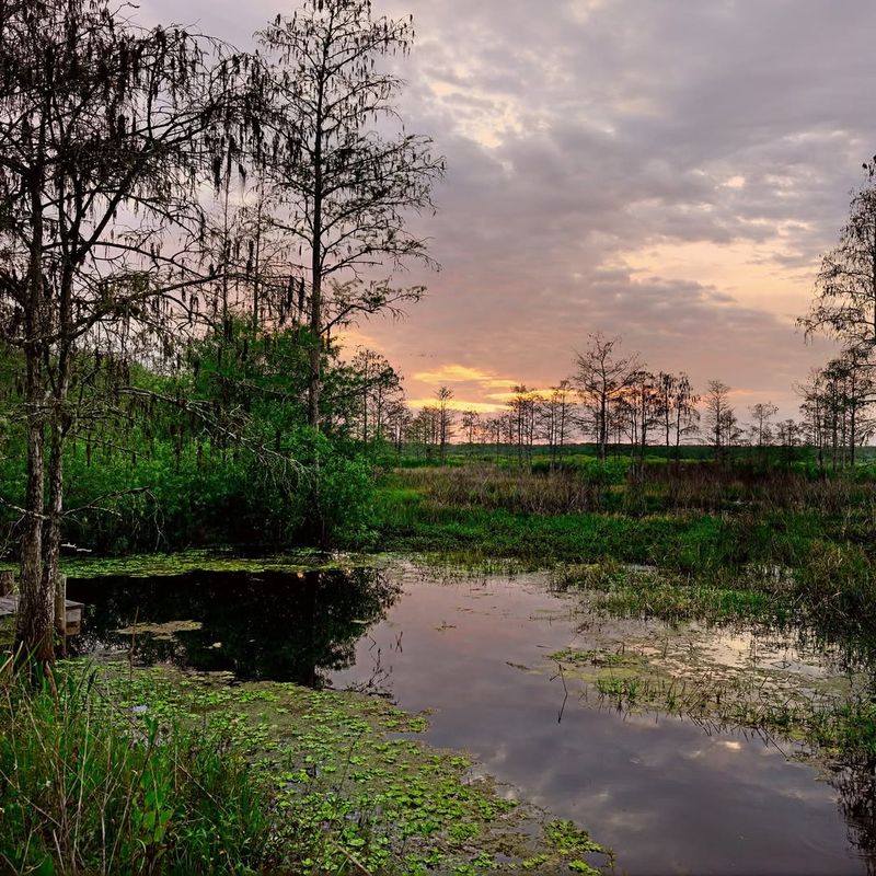 Wildlife Watching Season