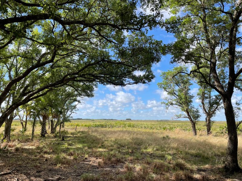 Kissimmee Prairie Preserve State Park (Okeechobee)