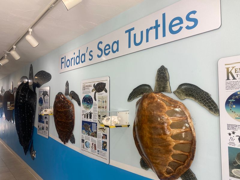 The Turtle Hospital (Marathon)