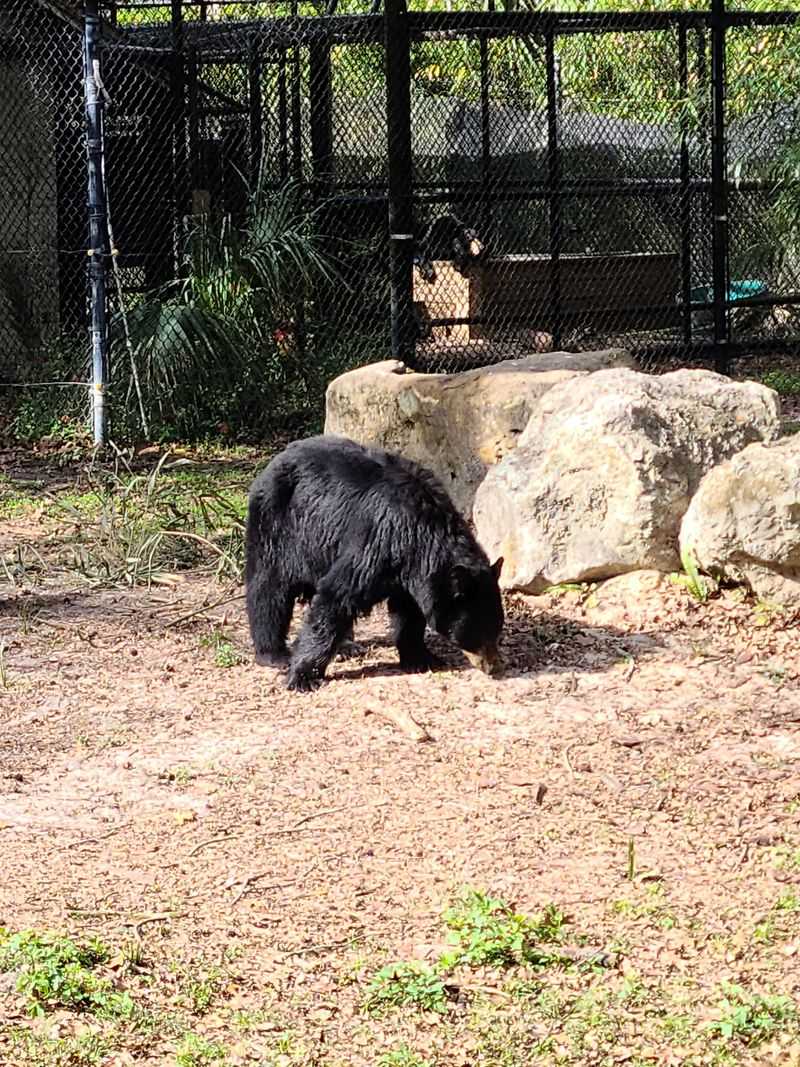 Meet the Residents: Manatees, Panthers, Black Bears, and More